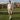 Forest_Fairways_banner