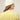 #colour_iced-lemon